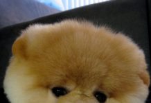 VIDEO: इस cute puppy को देख कर आपकी इच्छा होगी इसे घर लाने की cuttest puppy