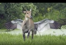 VIDEO: देखें दुनिया का सबसे अनौखा जानवर दिल्ली मै…