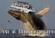 VIDEO: दुनिया के विशालकाय जानवर…