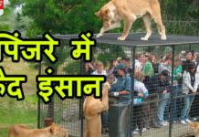 VIDEO: देखें मनुष्य को पिन्जरे मै क़ैद जानें क्यों रखा हुआ हैं क़ैद…