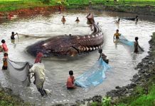 VIDEO: सबसे बड़ा और खतरनाक समुद्री जीव देखें इस वीडियो मै