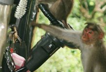 VIDEO: बन्दर भागा रोडवज बस लेकर ड्राइवर को ऐसे किया परेशान monkey drive bus