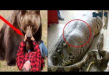 VIDEO: खा गये अपने मालिकों को ही ये 10 पालतू जानवर…