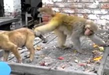 VIDEO: बन्दर ने पिल्ले को बुरी तरह किया परेशान hot news update in the top video base portal of india visit hotnewsupdate.com