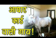 VIDEO: अब गायों का भी बनेगा ‘आधार’ देखे क्या होने वाला है hot news update in the top video base portal of india visit hotnewsupdate.com