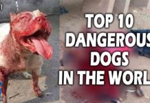 VIDEO: कुत्तो की सबसे खतरनाक ब्रीड्स जो मनुष्य को भी मार कर फाड़ डालें 2292hot news update in the top video base portal of india visit hotnewsupdate.com
