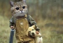 VIDEO: चुलबुली बिल्लियों का कमाल देखिये hot news update in the top video base portal of india visit hotnewsupdate.com