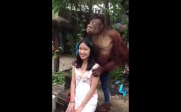 VIDEO: बंदर जो लेता है सेल्फी देखकर आप भी हो जाएंगे हैरान hot news update in the top video base portal of india visit hotnewsupdate.com