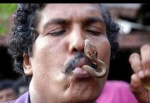 VIDEO: खतरनाक सांपो को भी आसानी से खा जाते हैं ये लोग.