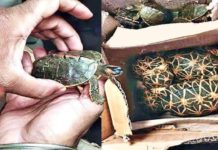 VIDEO: चोरी से रखते है लोग कछुए लाख रुपए के कछुए की पहचान देखिये