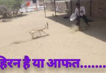 VIDEO: हिरन ने की आदमी की हालत खराब