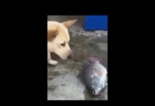 VIDEO: कुत्ते ने पानी के बिना तड़पती मछली की जान बचाने की कोशिश