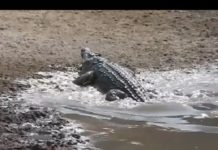 इस वीडियो में देखिए अगर कोई मगरमच्छ के शिकंजे में आज आए तो बचके नहीं जा सकता आखिर मगरमच्छ को यूंही पानी का राजा नहीं कहते हैं