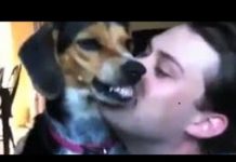 ये हैं दुनिया के कुछ सबसे गुस्सैल कुत्ते, देखिये इनकी करामात