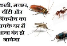अपनाए यह तरीके, मक्खी हो या मच्छर, चींटी हो या कॉकरोच ये आपके घर में कभी नही आएंगे