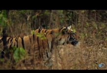 इस वीडियो में देखिए शेर और भालू में कौन किस पर पड़ा भारी इस खतरनाक जंग में किसकी होती है जीत