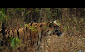 इस वीडियो में देखिए शेर और भालू में कौन किस पर पड़ा भारी इस खतरनाक जंग में किसकी होती है जीत