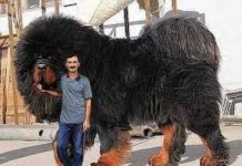 मिलिए दुनिया के 10 सबसे बड़े कुत्तों से जिनका शरीर देखकर आप हो जाएंगे हैरान