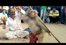 HOT NEWS UPDATE : इस बन्दर के कारनामे देखकर हो जायेगे आप दंग || इसका मालिक जो बोलता है वही करता है ये