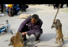 HOT NEWS UPDATE : बंदर ने खेल खेल में कुत्ते को किया परेशान comedy monkey