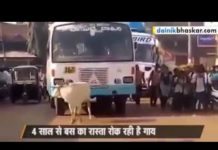 HOT NEWS UPDATE : आखिर क्या है इस बस में की यह गाय हमेशा इसके सामने आ जाती है || जानने के लिए देखिये ये वीडियो