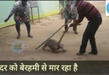 VIDEO : लोगो ने परेशान हो कर किया बंदर का ये हाल || देखिये ये वीडियो