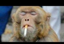 बंदर बंदरियां की शादी का ऐसा खेल आपने आज तक नहीं देखा होगा जरूर देखे यह वीडियो