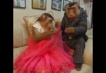 HOT NEWS UPDATE : बंदर ने किया बन्दरियाँ के साथ यह सब वीडियो हुई वायरल