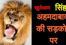अहमदाबाद में इन्दिरा ब्रिज पर सिंह नज़र आया || Lion in public place