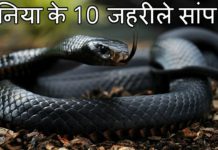 Top 10 Most Venomous Snakes in the World