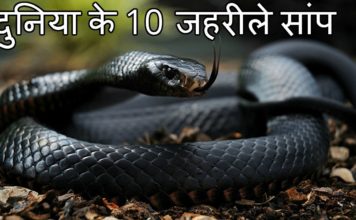 Top 10 Most Venomous Snakes in the World