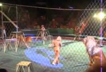 पालतू टाइगर से भी बच कर रहें, यह कभी भी आपकी जान ले सकता हैं| देखें वीडियो