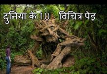 यह हैं दुनिया के 10 सबसे ज्यादा विचित्र पेड़, देख चौक जाएंगे आप