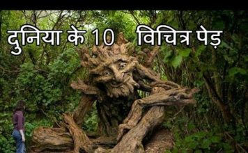 यह हैं दुनिया के 10 सबसे ज्यादा विचित्र पेड़, देख चौक जाएंगे आप