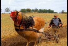 दुनिया के 7 सबसे बड़े जानवर, इनका आकार देख डर जाएंगे आप