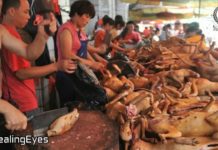 चीन की इस घटिया सच्चाई को नहीं जानते होंगे आप, देखें वीडियो