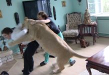 इंसान पर करा टाइगर ने खतरनाक हमला, देखें फिर क्या हुआ?