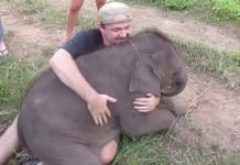 हाथी के बच्चे की यह प्यारी सी हरकत आपका मन मोह लेगी, देखें वीडियो