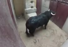 साण्ड कितना ख़तरनाक हो सकता है इस वीडियो मैं देख लें