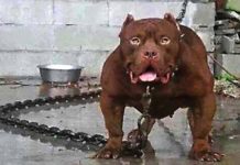 दुनिया के 5 सबसे खतरनाक कुत्ते