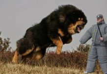 दुनिया के 10 सबसे खतरनाक नस्ल के कुत्ते