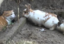 Cat vs Rabbits, देखें फनी वीडियो