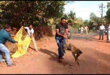 देखिये बन्दर को पकड़ने का अनोखा तरीका, भारत में ही होता हैं ऐसा