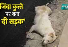 जिन्दा कुत्ते पर ही बना दी सड़क, देखिये दिल दहलादेने वाला हादसा