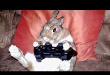 जानवरो की ये हरकते देख आप हसी नहीं रोक पाओगे, फॅमिली के साथ देखें