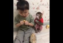 यह है दुनिया का सबसे समझदार बंदर, देखें वीडियो