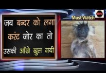जब बन्दर को लगा करंट जोर का तो उसकी आँखे खुल गयी