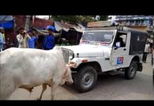 पुलिस जीप को देख सांड का भड़का गुस्सा, देखिए फिर क्या हुआ?