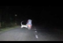 टाइगर ने करा इंसान पर भयानक हमला, देखें वीडियो