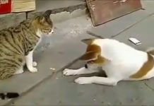 कुत्ते बिल्ली में आपस में हुई फनी फाइट, देख हसीं नहीं रोक पाएंगे